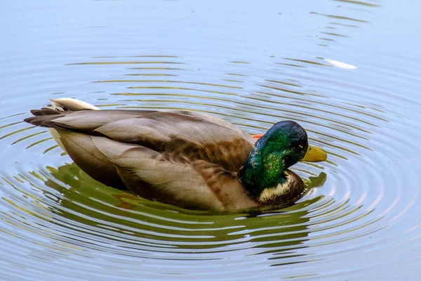 Close Pato Selvagem — Fotografia de Stock