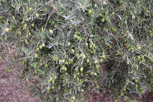 Olive Sull Albero Spagna — Foto Stock