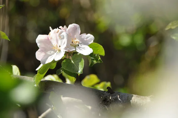 apple blossoms,apple blossom,blossom,flowers,apple tree,natural,spring,spring,april,mai,tree