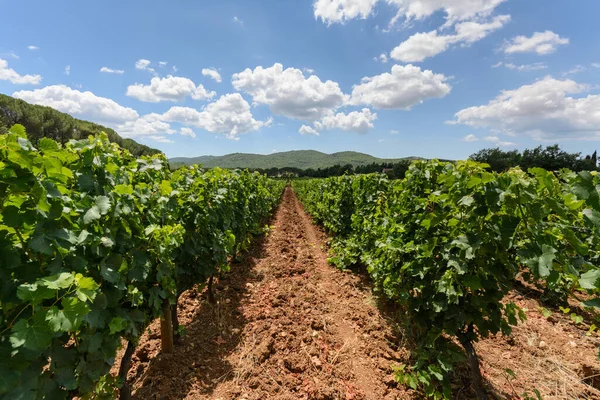 Viñedos Verano Con Cielo Azul Nubes — Foto de Stock