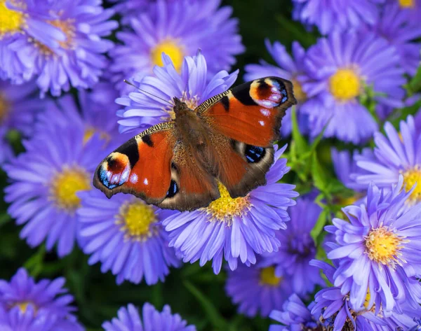 Pávaszemű Pillangó Flóra Rovar — Stock Fotó