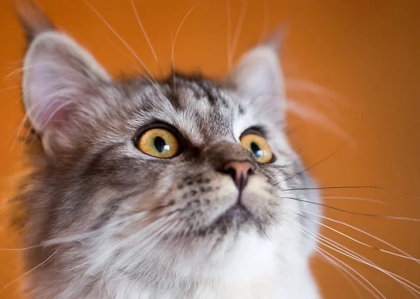 Portrait Cute Cat — Stock Photo, Image