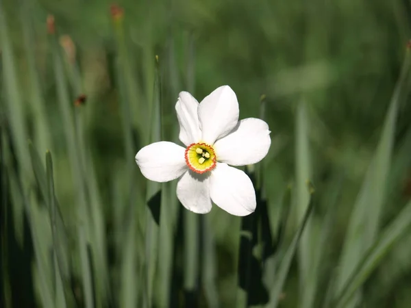 Flor Branca Perto Vista Jardim Contra Fundo Vegetação — Fotografia de Stock