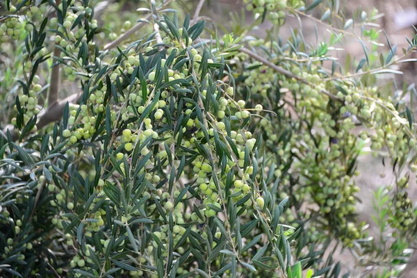 Olives Sur Arbre Espagne — Photo