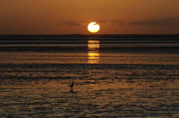 Sunset Watt Sun Evening Sea North Sea Evening Evening Sky — стоковое фото