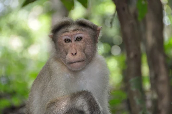 Animales Mono Vida Fauna Natural —  Fotos de Stock