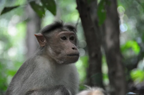 Singe Animaux Vie Nature Faune — Photo