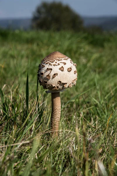 Çayırdaki Dev Şemsiye — Stok fotoğraf