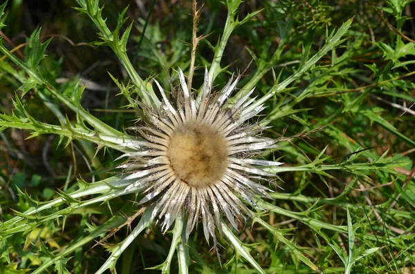 Primo Piano Cactus — Foto Stock