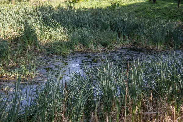 Mokrý Biotop Jako Zbytek Hradu Buggraben Greifenstein — Stock fotografie