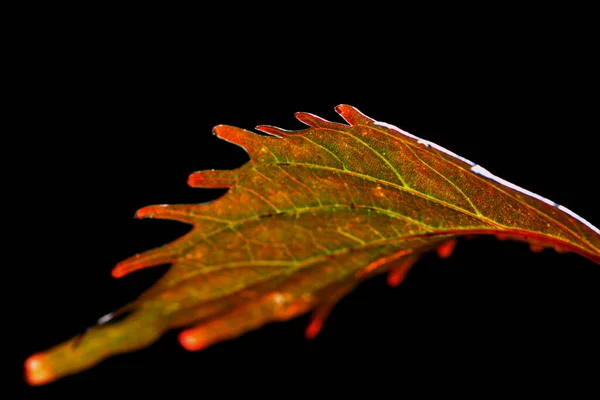 Осенний Лист Черном Фоне — стоковое фото