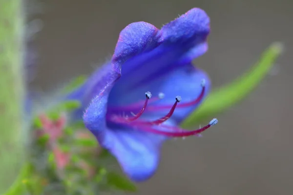 Niebieski Kwiat Parku — Zdjęcie stockowe