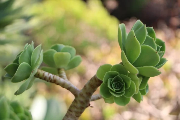 美丽的植物学照片 天然壁纸 — 图库照片