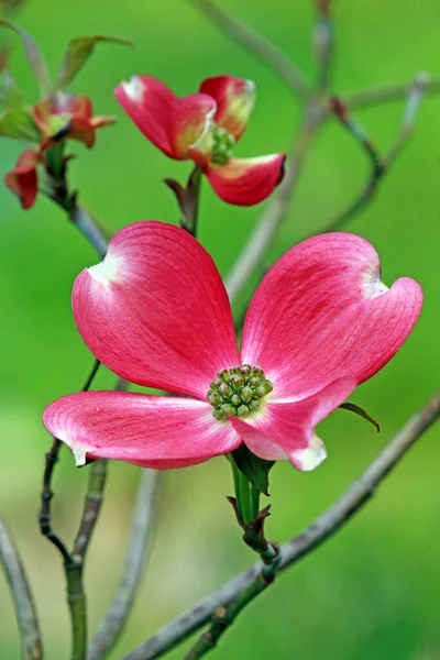 Eastern Flower Hard Bar Cornus Florida Rubra — Stock Photo, Image