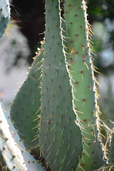 Prickly Caktus Στην Ισπανία — Φωτογραφία Αρχείου