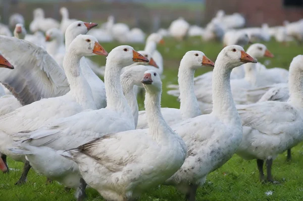 Festői Kilátás Liba Madarak Természetben — Stock Fotó