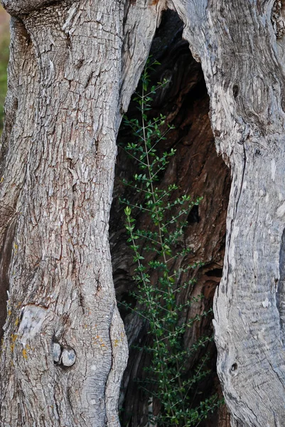 Jeune Plante Dans Tronc Olivier Creux — Photo