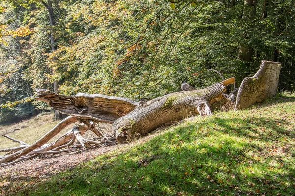 Bois Brisé Lors Déboisement — Photo