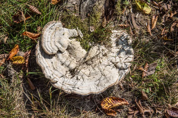 Champiñón Árboles Madera Muerta —  Fotos de Stock