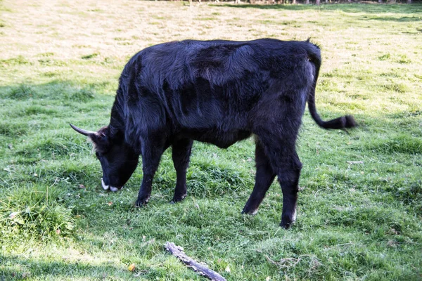 Een Koe Het Veld — Stockfoto