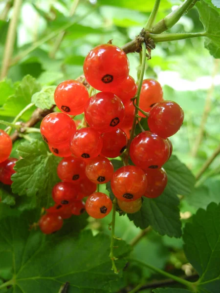Vörös Ribizli Vörös Ribizli Ribizli Ribizli Piros Gyümölcs Gyümölcs Gyümölcs — Stock Fotó
