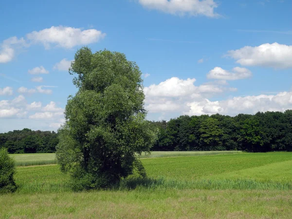 Árvore Campo Campos Arável Verão Árvore Árvores Arbusto Arbustos Paisagem — Fotografia de Stock