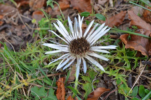 Cardo Flores Flora Campo Selvagem — Fotografia de Stock