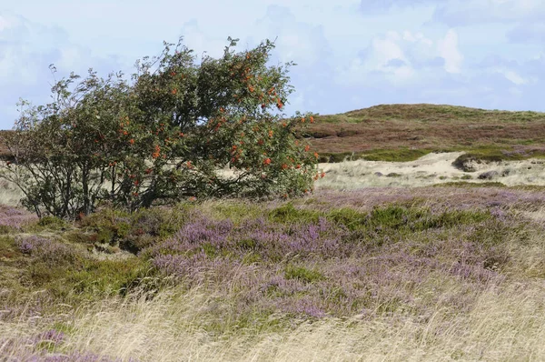 Una Riserva Naturale Area Protetta Importanza Flora Fauna Caratteristiche Interesse — Foto Stock