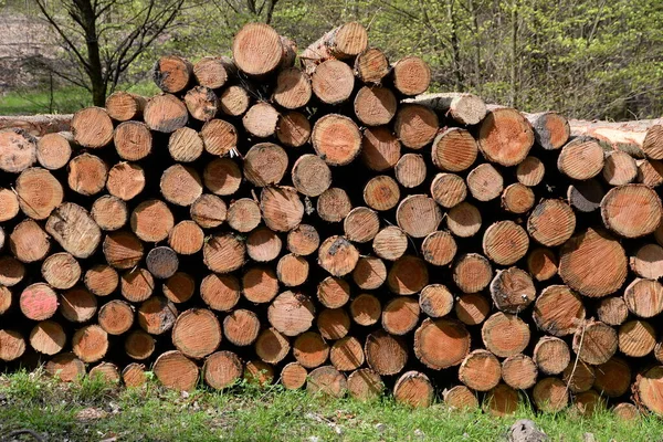 Holzschlag Baumstämme Baumstamm Stamm Wald Forstwirtschaft Holz Rohstoff Material Baumaterial — Stockfoto