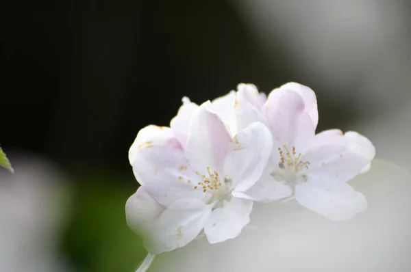 Apple Tree Apple Blossoms Ornamental Apple Wild Apple Blossom Flowers — Stock Photo, Image