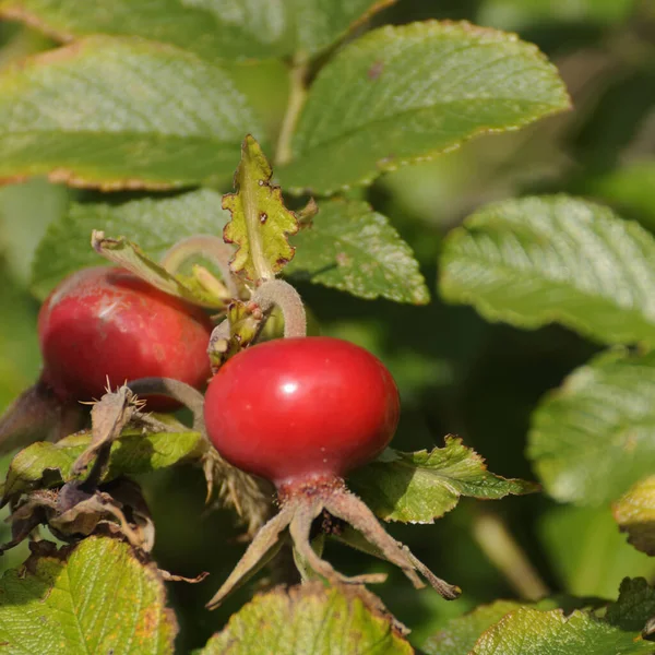 Ripe Red Berries Hawthorn Bush — Stock Photo, Image