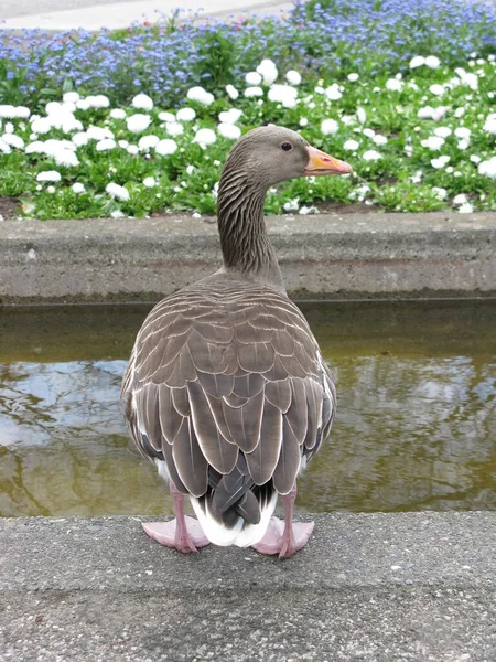 Grå Gås Parken — Stockfoto