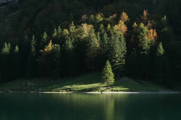 Tannen Rampenlicht — Stockfoto