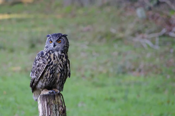 Closeup View Eagle Owl Wild Nature — Stock Photo, Image