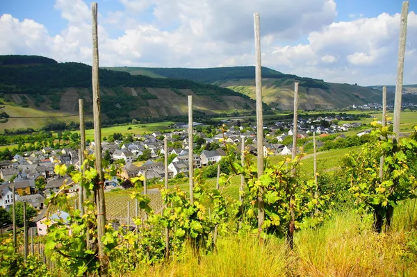 Vinařská Obec Wintrich Moselle Vinicemi Popředí — Stock fotografie