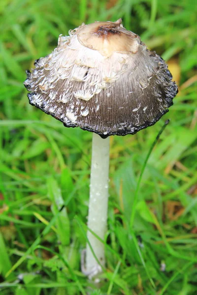 Schopftintling Coprinus Comatus Dans Une Prairie — Photo