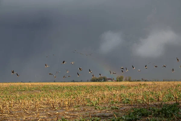 Gansos Salvajes Arco Iris —  Fotos de Stock