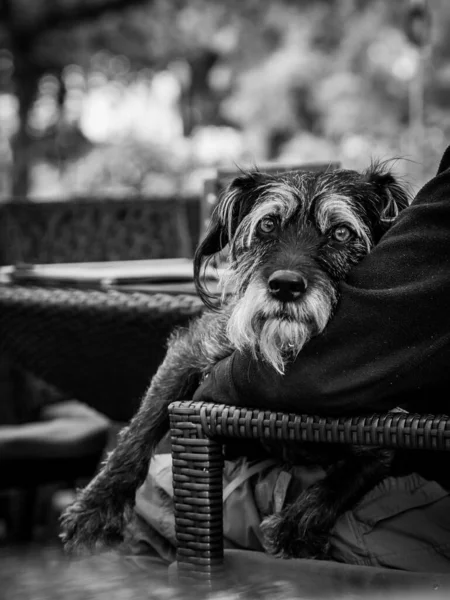 Porträtt Söt Hund — Stockfoto