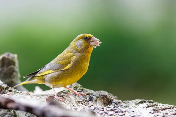 Greenfinch Při Hledání Potravy — Stock fotografie