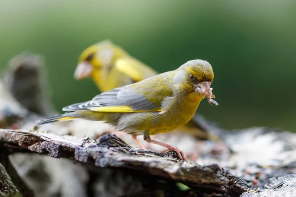 寻找食物的绿雀 — 图库照片