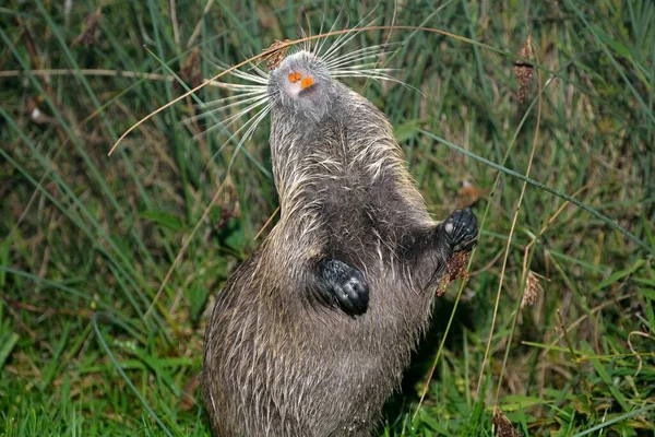 Νεαρή Nutria Αρουραίος Κάστορας — Φωτογραφία Αρχείου