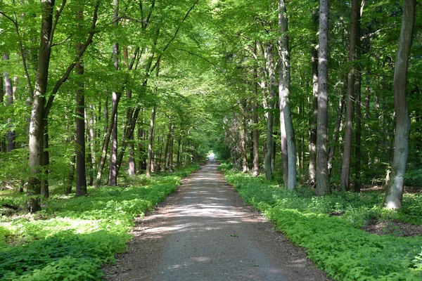 Away Forest Trail Forest Path Forest Spring Spring Nature Landscape — Stock Photo, Image