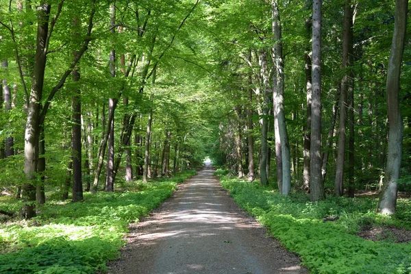 Weg Bospad Bospad Bos Bron Bron Natuur Landschap Bos Wandelpad — Stockfoto