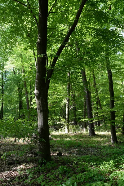 Las Wiosenny Las Natura Buk Książka Las Bukowy Wiosna Wiosna — Zdjęcie stockowe