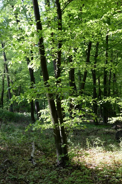 Frühlingswald Wald Natur Buche Buch Buchenwald Frühling Frühling Baum Bäume — Stockfoto