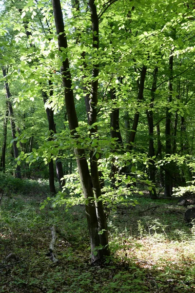 Spring Forest Forest Nature Beech Book Beech Forest Spring Spring — 图库照片