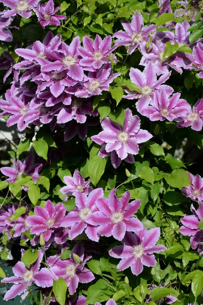 Клематиси Лісова Лоза Квітка Рожева Рожева Квіти Кущі Кущі Цвіт — стокове фото