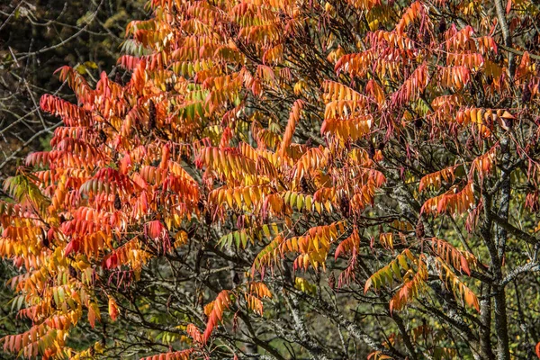 Herbst Blätter Herbst Jahreszeit Flora — Stockfoto