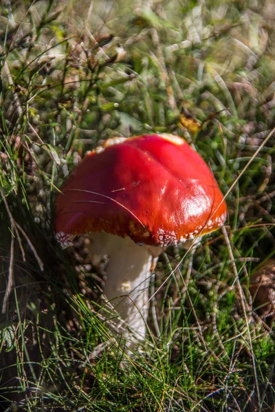 草の中に明るい赤いキャップのキノコ — ストック写真