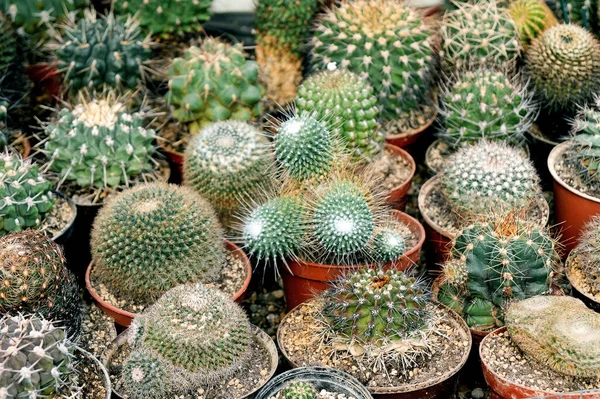 Cactus Market — Stock Photo, Image
